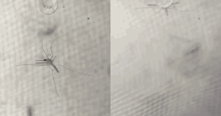 6.gif